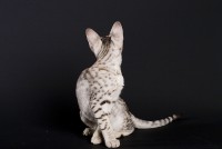 /album/ocicat-macka3/qwwwwwww-jpg/